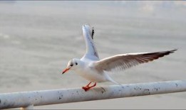 天津海鸥爆料最新消息,揭秘神秘项目背后的真相